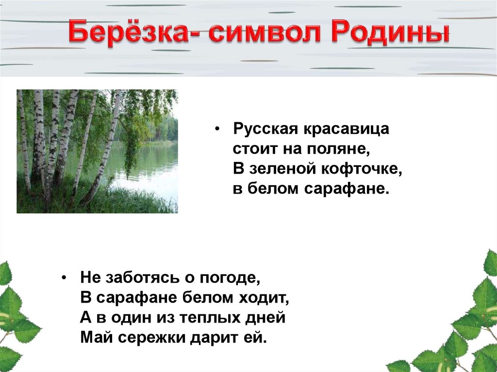 Русская береза символ Родины. Березка символ Родины. Русская береза символ России красавица. Белая береза символ Родины.