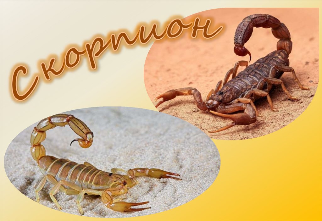 Гороскоп скорпион на 8 апреля