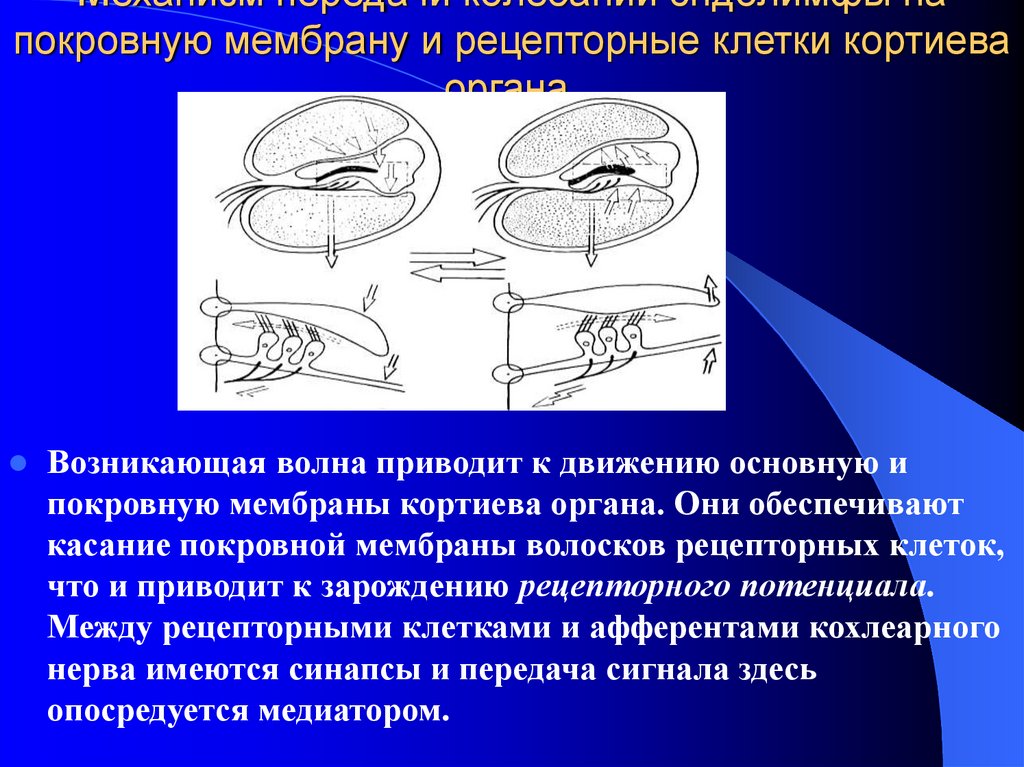 Что воспримут изображенные на рисунке рецепторные клетки кортиева органа звук свет вкус запах