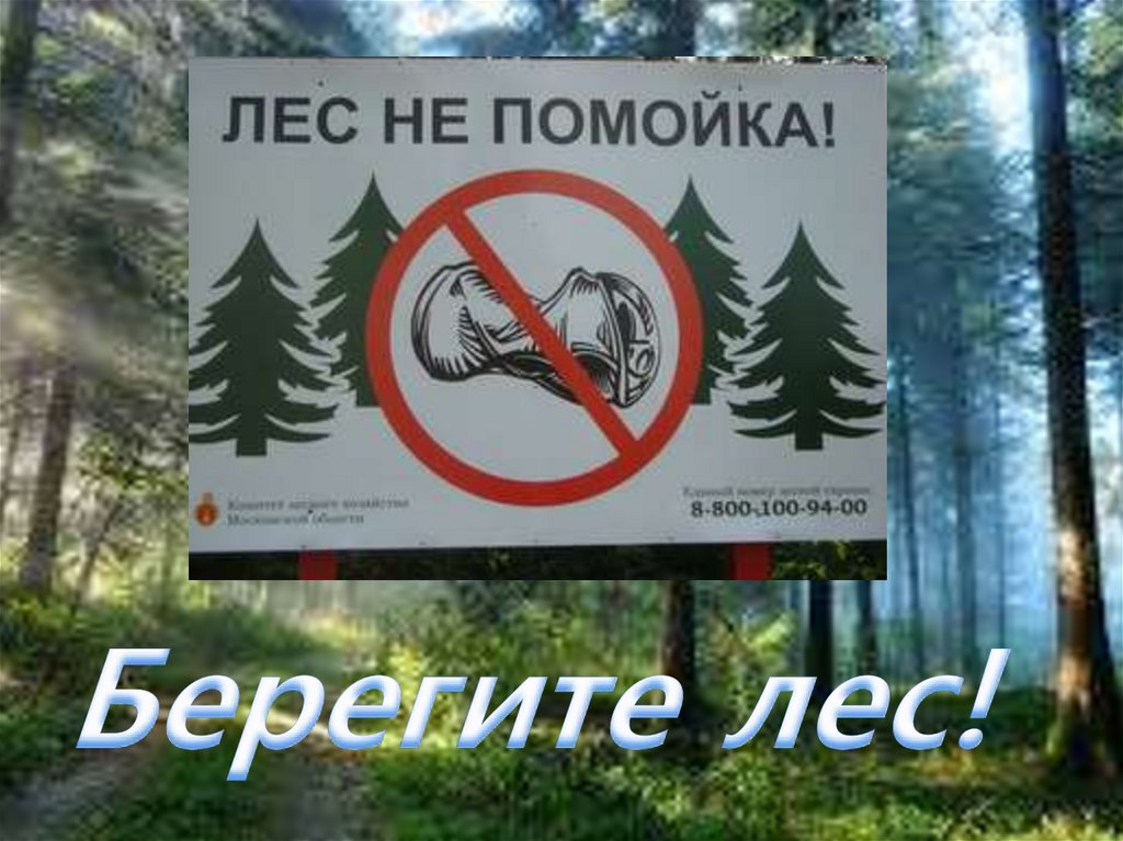Берегите лес!