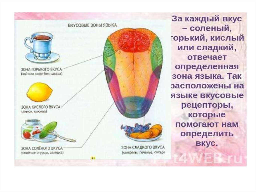 Какой цифрой на рисунке отмечена зона языка отвечающая за распознавание сладкого вкуса