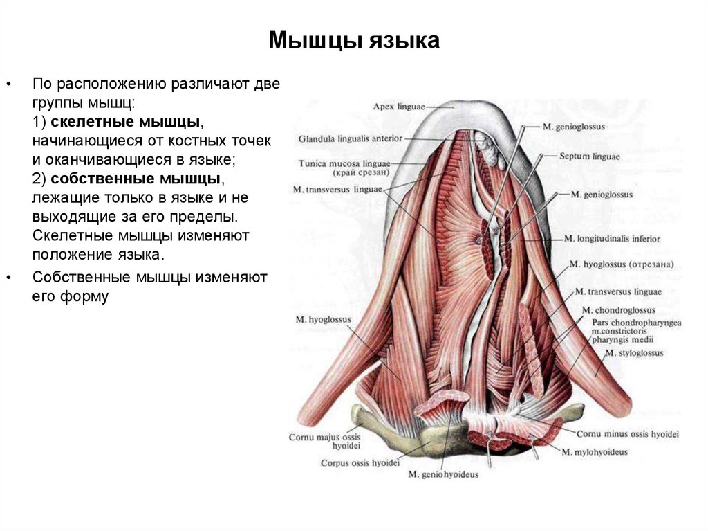 Язык самая сильная. Скелетные мышцы языка анатомия. Вертикальная мышца языка.
