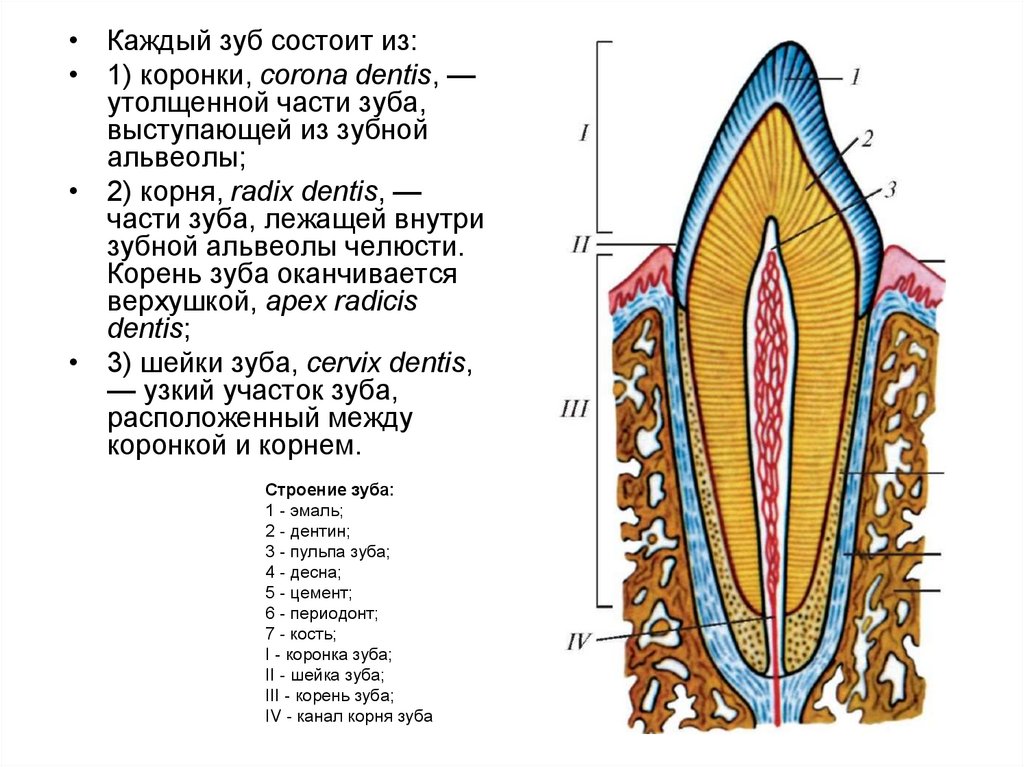 Из чего состоит все 4. Части зуба. Коронка зуба состоит из.