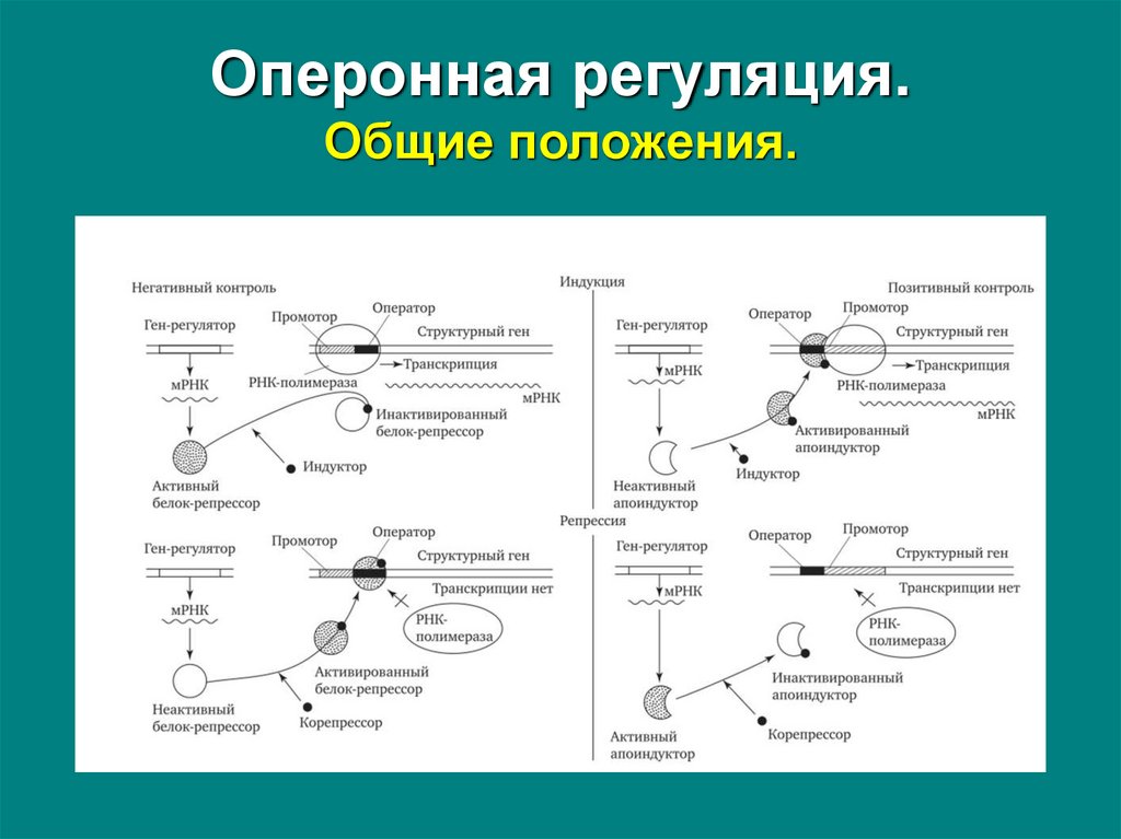 Общая регуляция