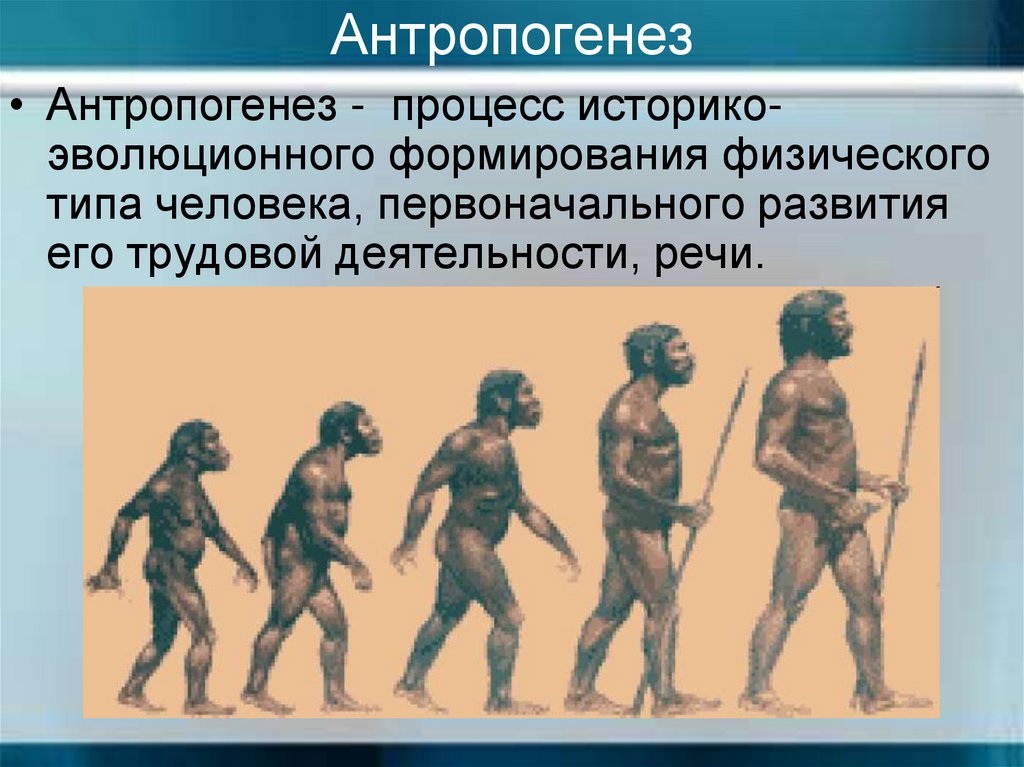 Процесс историко эволюционного становления человека как. Антропогенез. Антропогенез человека. Антропогенез это процесс историко-эволюционного. Эволюция человека Антропогенез.