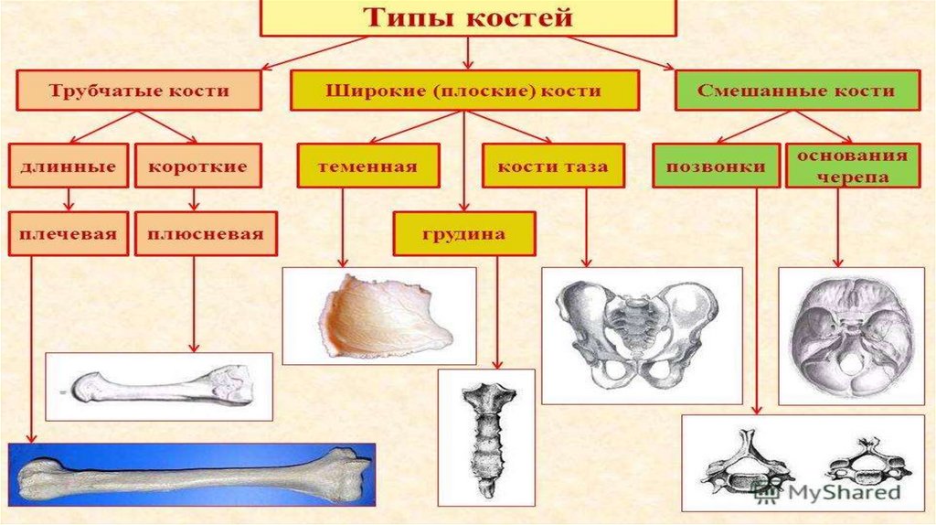 Презентация кости животных