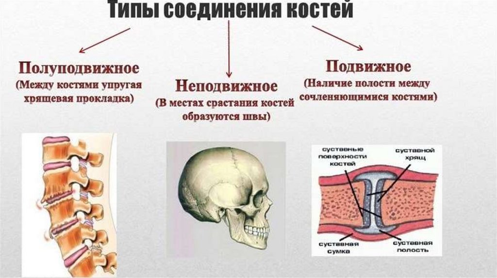 Презентация строение состав и соединение костей 8 класс презентация