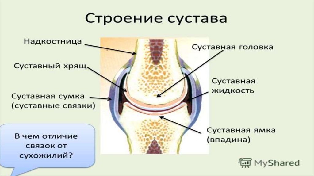 Презентация строение состав и соединение костей 8 класс презентация