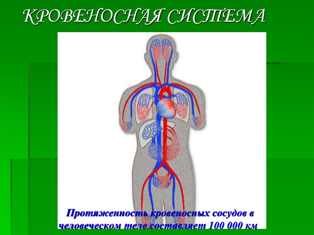 Кровеносная система органы. Кровеносная система человека 3 класс карточка. Кровеносная система человека 4 класс окружающий мир схема. Кровеносная система человека схема 3 класс. Органы кровеносной системы человека 3 класс.