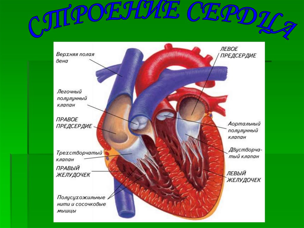 Органы презентация 3 класс. Разрез сердца на уровне клапана. Клапаны сердца вид сверху разрез на уровне клапанов. Сердце в разрезе ОБЖ 5 класс.