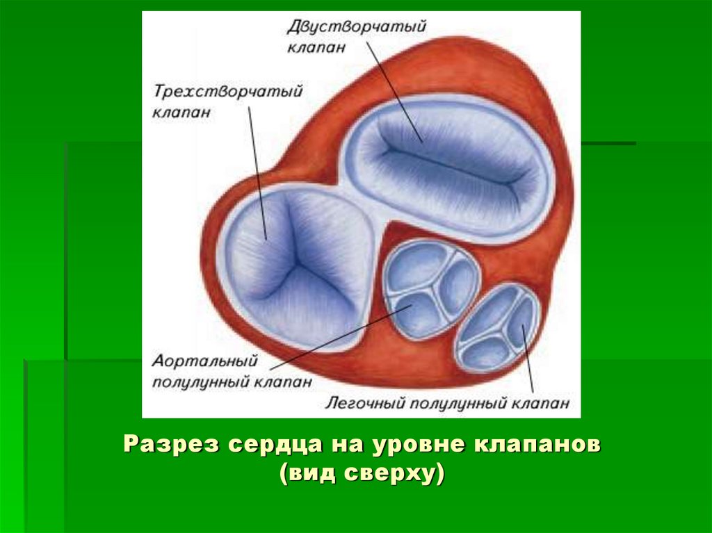 Клапаны находятся. Строение двухстворчатого клапана. Строение полулунных клапанов сердца. Трехстворчатый клапан сердца строение. Двустворчатый и трехстворчатый клапан в сердце.