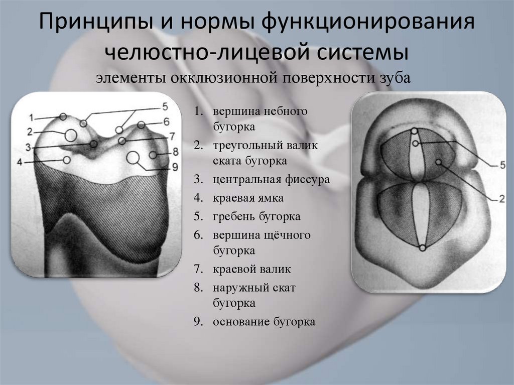 Положение центральной окклюзии