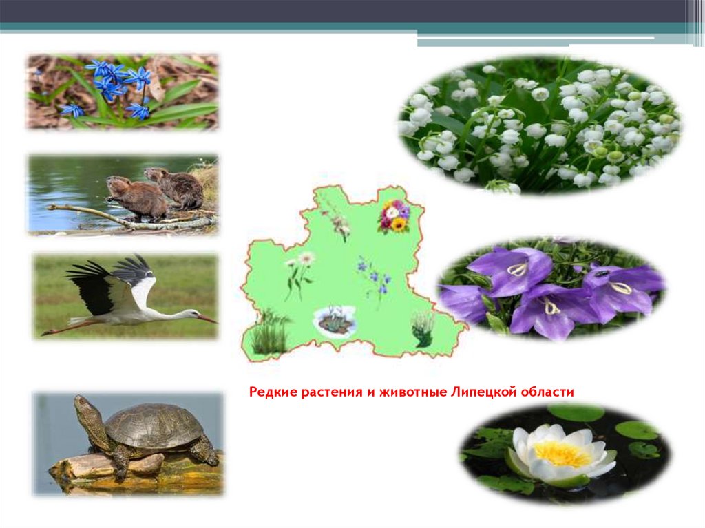 Редкие растения и животные Липецкой области