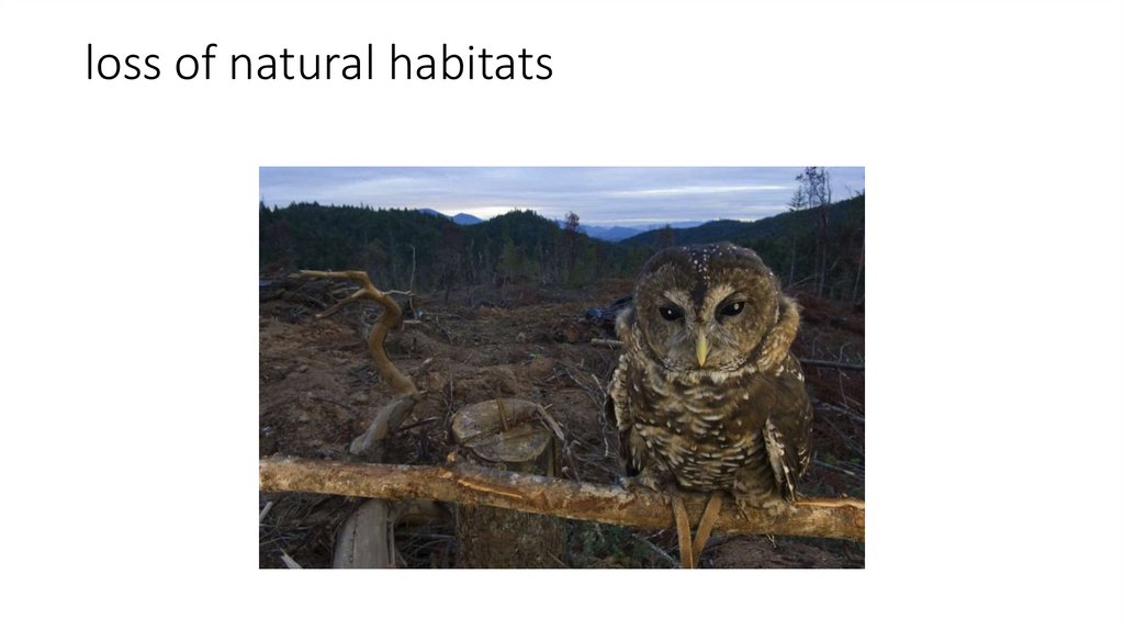 loss of natural habitats