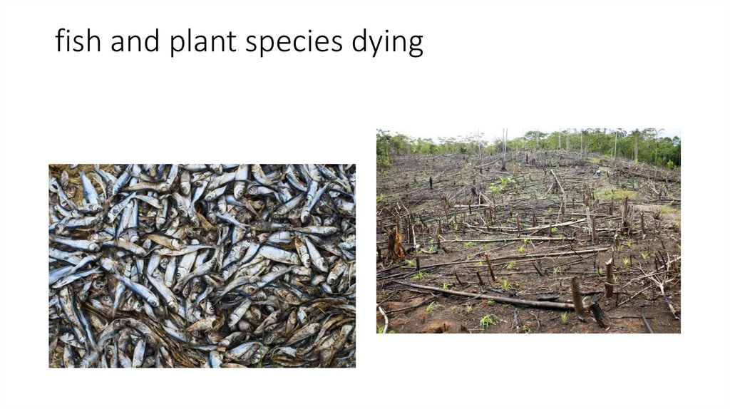 fish and plant species dying