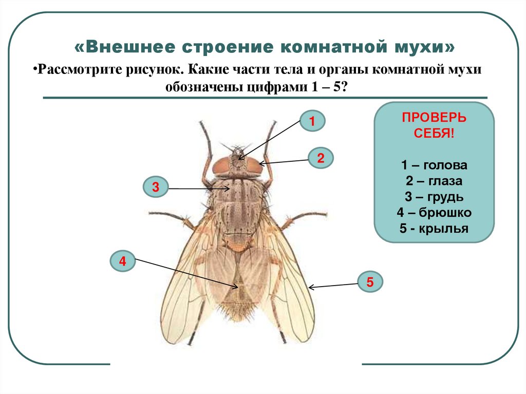 Муха образование. Внешнее строение комнатной мухи. Анатомия мухи внутреннее строение. Внутреннее строение двукрылых насекомых. Отделы тела мухи.