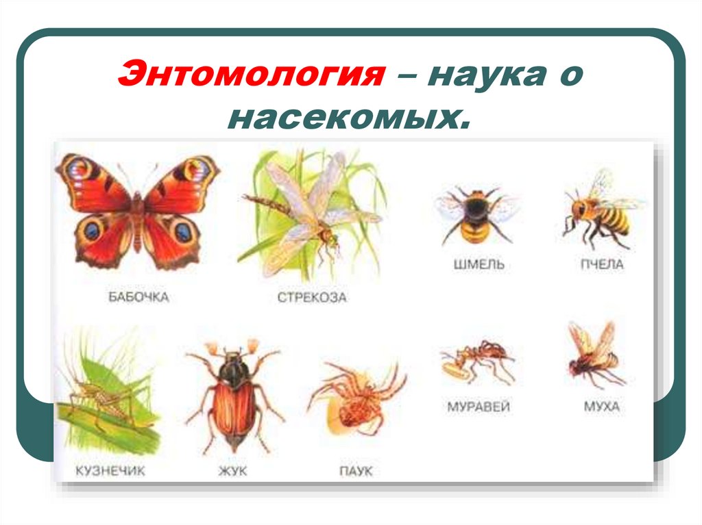 Пчела и бабочка текст. Энтомология наука о насекомых. Насекомые картинки для детей с названиями. Виды насекомых картинки. Виды насекомых для детей.