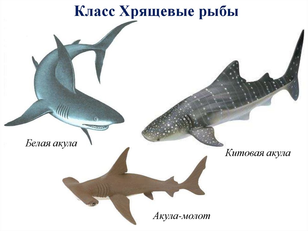 Видеоурок классы рыб. Класс хрящевые рыбы представители. Класс хрящевые акулы. Хрящевые рыбы акула белая.