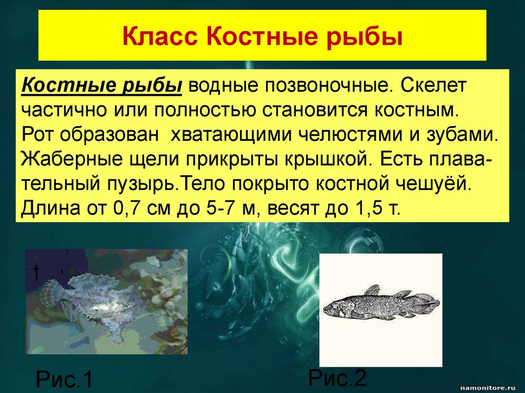 Сообщение про класс рыб