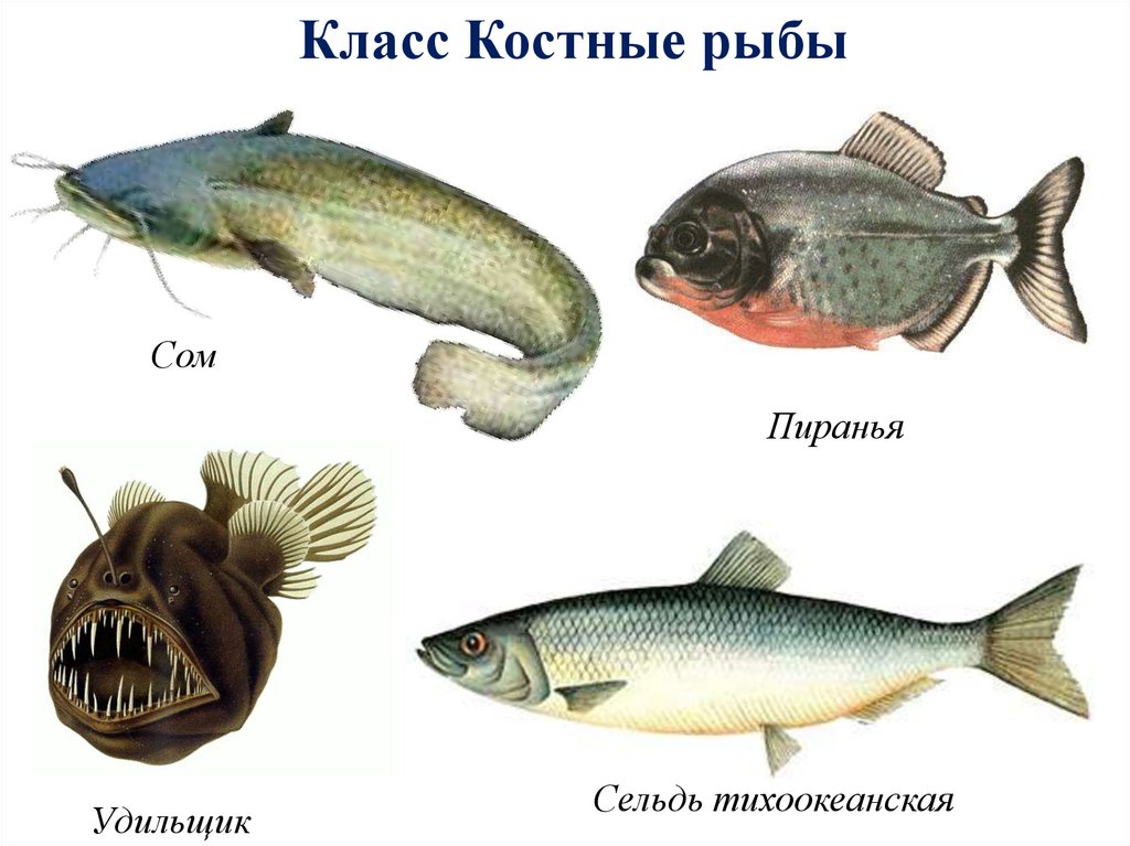 Представители группы рыбы 3. Костные рыбы. Костные рыбы названия. Представители рыб. Класс костистые рыбы.