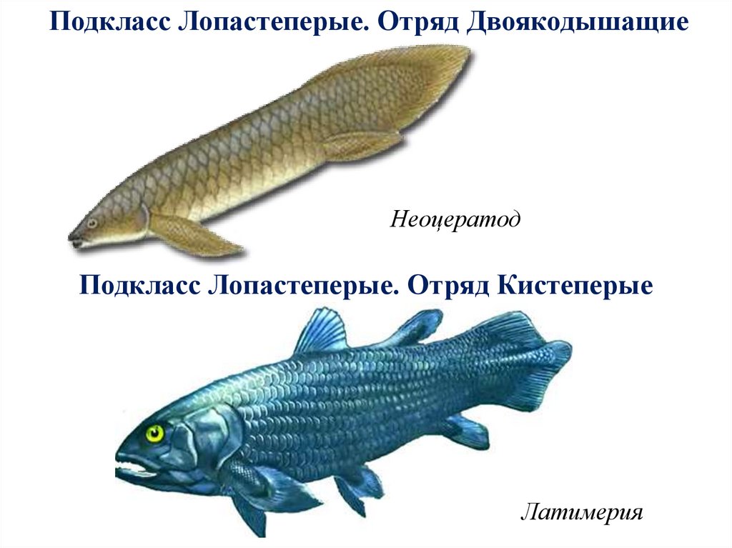 Назовите черты строения древней группы рыб. Отряд кистеперые рыбы. Двоякодышащие Латимерия. Кистеперые и двоякодышащие. Подкласс лопастеперые.