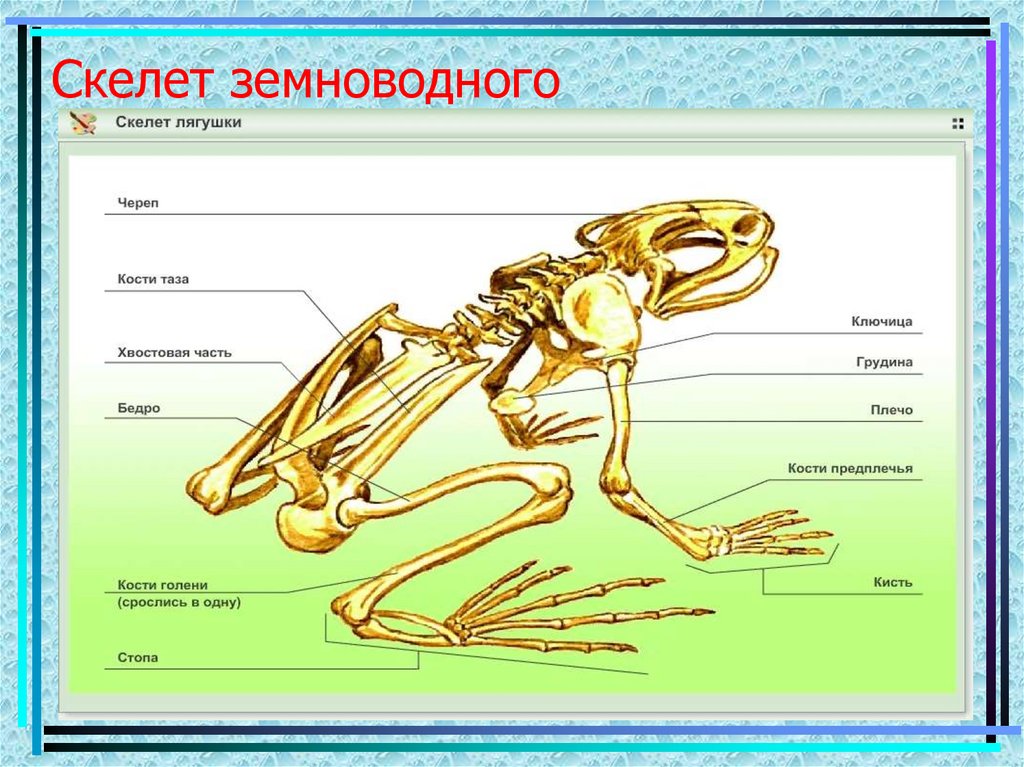 Скелет лягушки позвоночник. Строение лягушки кости. Строение скелета лягушки биология. Внутреннее строение лягушки скелет лягушки. Внутреннее строение лягушки кости.