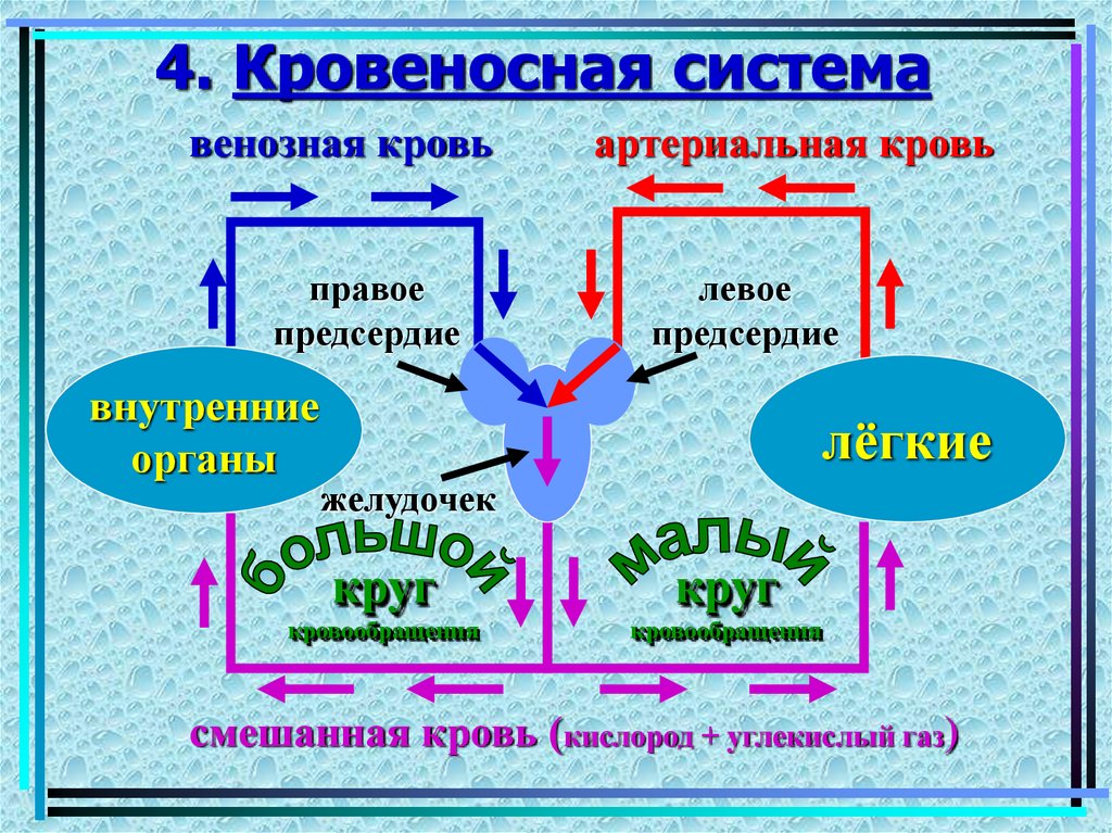 Венозная кровь и артериальная кровь схема