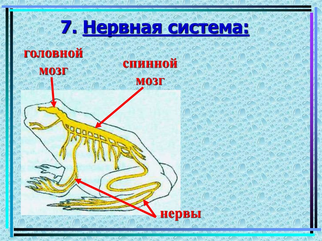 Что не входит в нервную систему лягушки