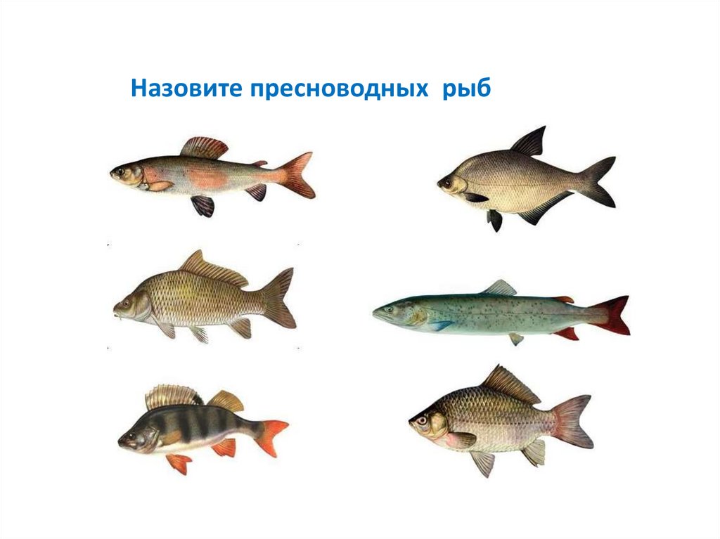 Картинка речные рыбы для детей. Речные рыбы. Речные рыбы для детей. Речные рыбы для дошкольников. Речная рыба список.