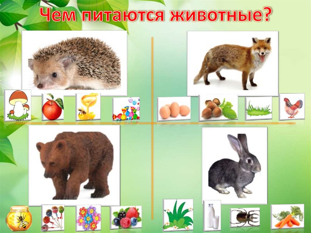 Чем питаются животные?