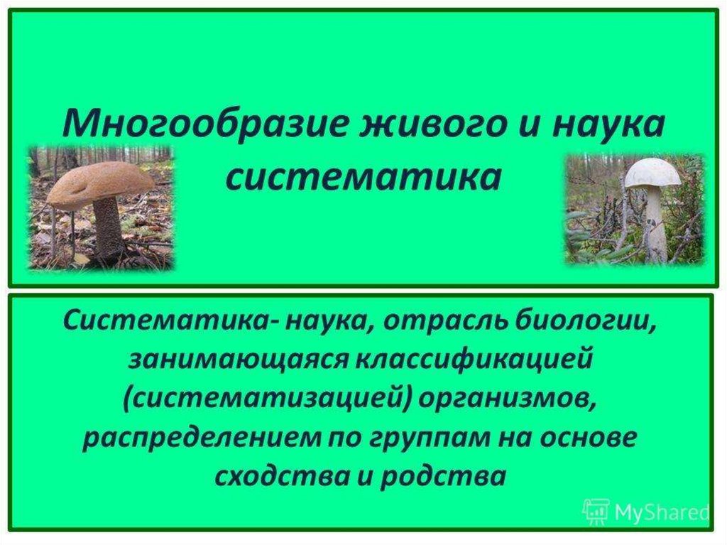 Наука изучающая разнообразие живых организмов их классификацию. Многообразие живого и наука систематика. Систематика это многообразие. Многообразие живого. Многообразие живого и наука систематика 7 класс.