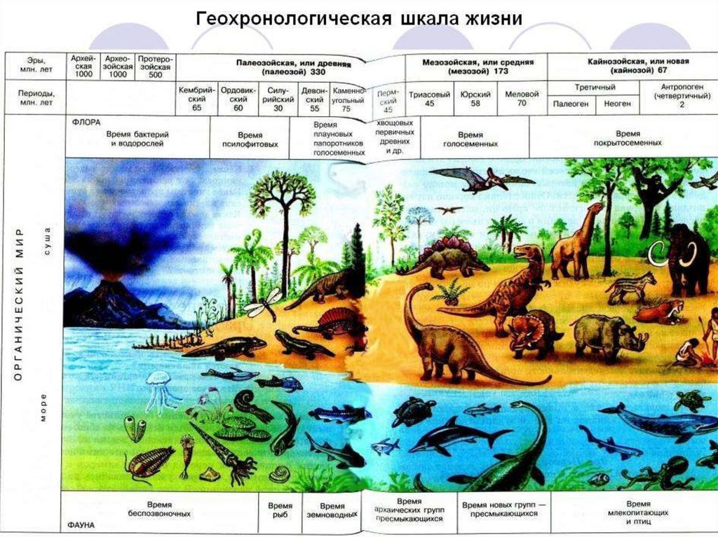 Эволюционная схема биоты была разработана кем