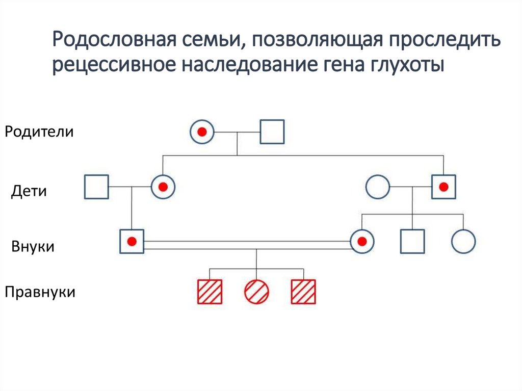 По этой схеме можно проследить наследования гена 11 букв первая р