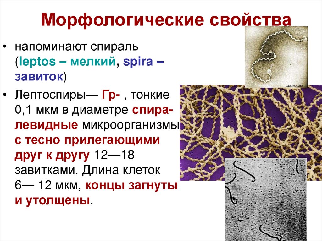 Морфологические свойства