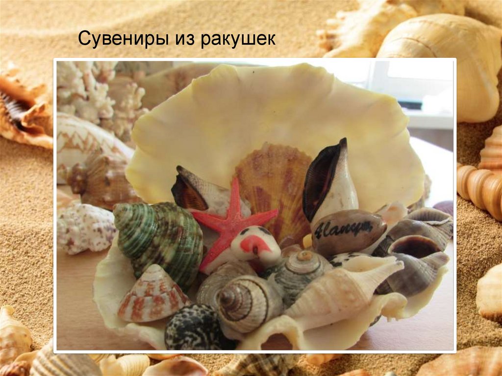 Как давать ракушку. Проект ракушки. Из ракушек. Сувениры из ракушек черного моря. Ракушки черного моря.