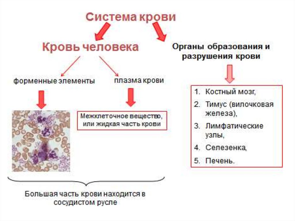 Река жизни кровь презентация