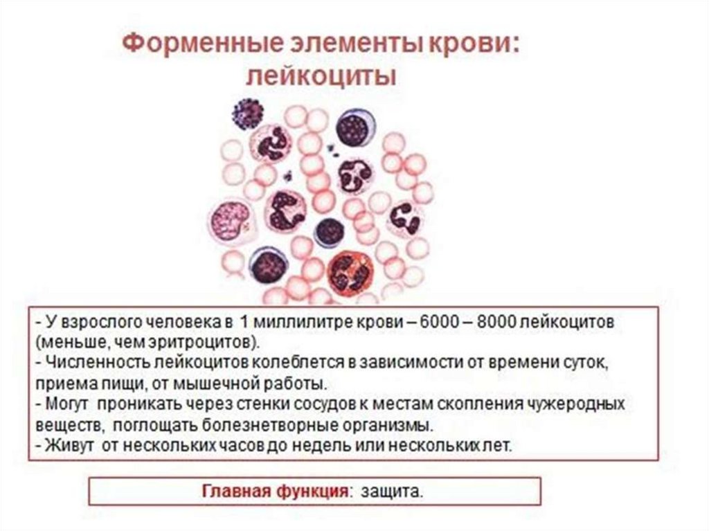 Болезни крови презентация