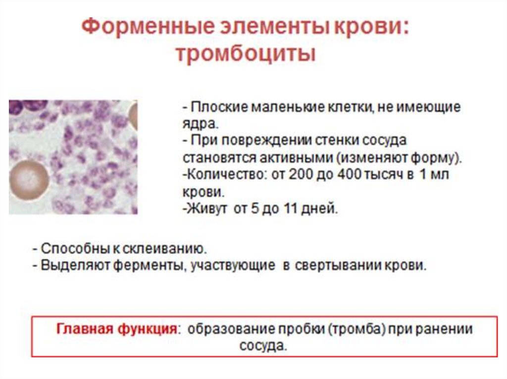 Анализ клетки костного мозга. Тромбоциты в костном мозге. Тромбоциты мегакариоциты. Мегакариоциты в костном мозге. Увеличение мегакариоцитов в костном мозге.