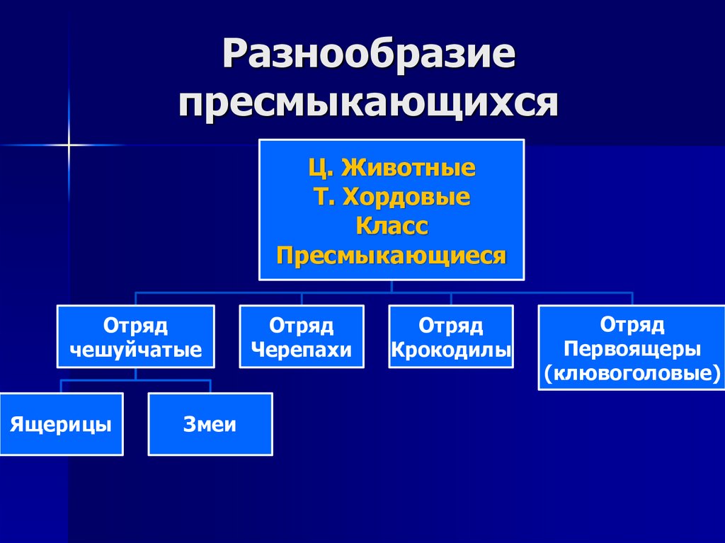 Разнообразие пресмыкающихся