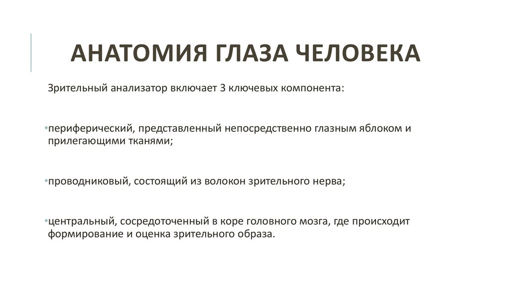 Анатомия глаза человека