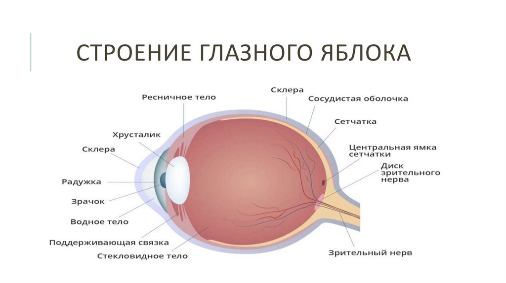 Строение глазного яблока презентация