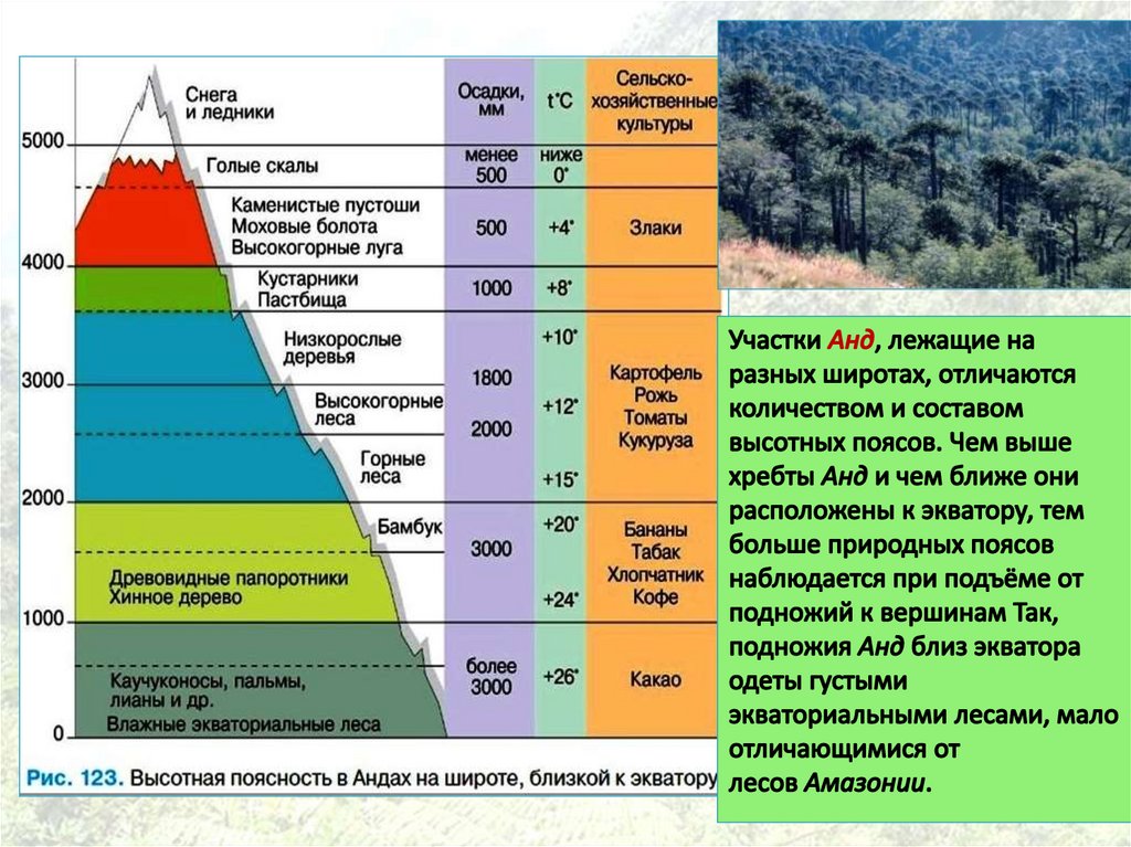 Природные зоны кавказа таблица. Природные зоны ВЫСОТНОЙ поясности. Высотная поясность Сихотэ-Алинь. Высотная поясность (умеренные широты). Высотная поясность географический пояс.