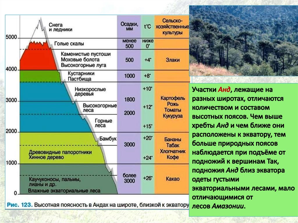 Как называется смена природы при подъеме вверх. Природные зоны ВЫСОТНОЙ поясности. Высотная поясность Сихотэ-Алинь. Высотная поясность географический пояс. Высотная поясность умеренные широты.