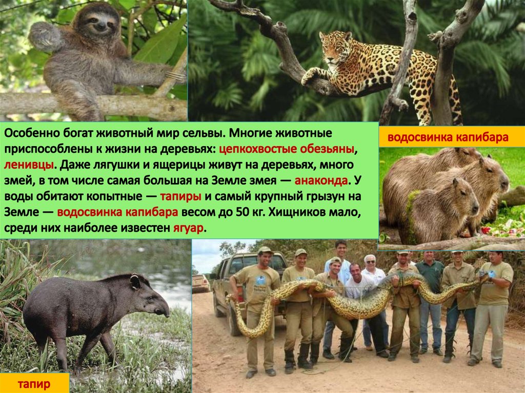 Немейский тонкотел, семейство мартышковых. Как обезьяны приспособлены к жизни на деревьях. Как обезьяны приспособлены к жизни на деревьях. Обезьяна прыгает по деревьям. Как обезьяны приспособлены к жизни на деревьях.