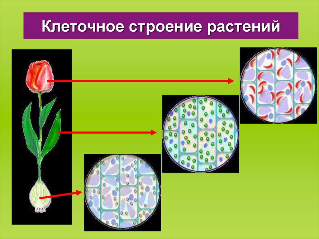 Клетки живых организмов 5 класс биология. Клеточное строение. Многообразие форм строения растительных клеток. Клеточное строение органов растений. Клетка растения 5 класс.