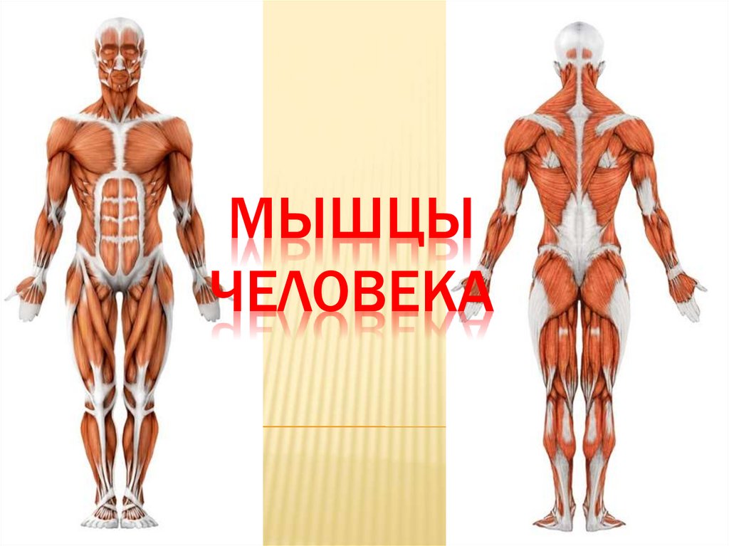 Мышцы Человека Фото