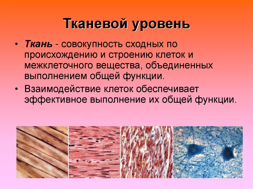 Уровни тканей. Тканевый уровень примеры. Ткань это совокупность. Тканевый уровень является более крупным чем.