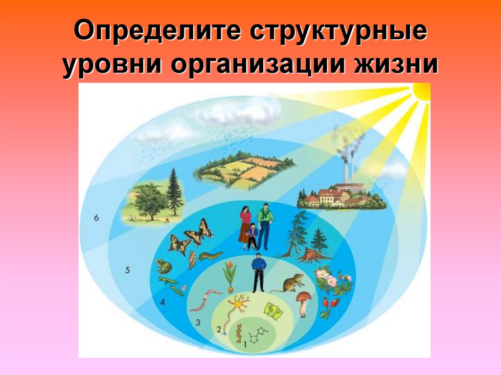 Назовите известные вам уровни организации жизни не представленные на рисунке 82