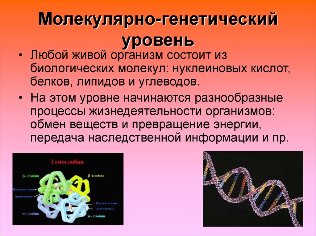 Уровни наследственной информации. Молекулярно-генетический уровень. Молекулярно-генетический уровень живых организмов. Характеристика молекулярно генетического уровня.
