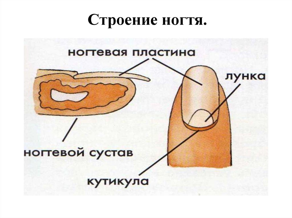 Корни ногтей находятся. Строение ногтевой пластины анатомия. Строение ногтя ногтевое ложе. Структура ногтевой пластины. Структура ногтевой пластины человека.